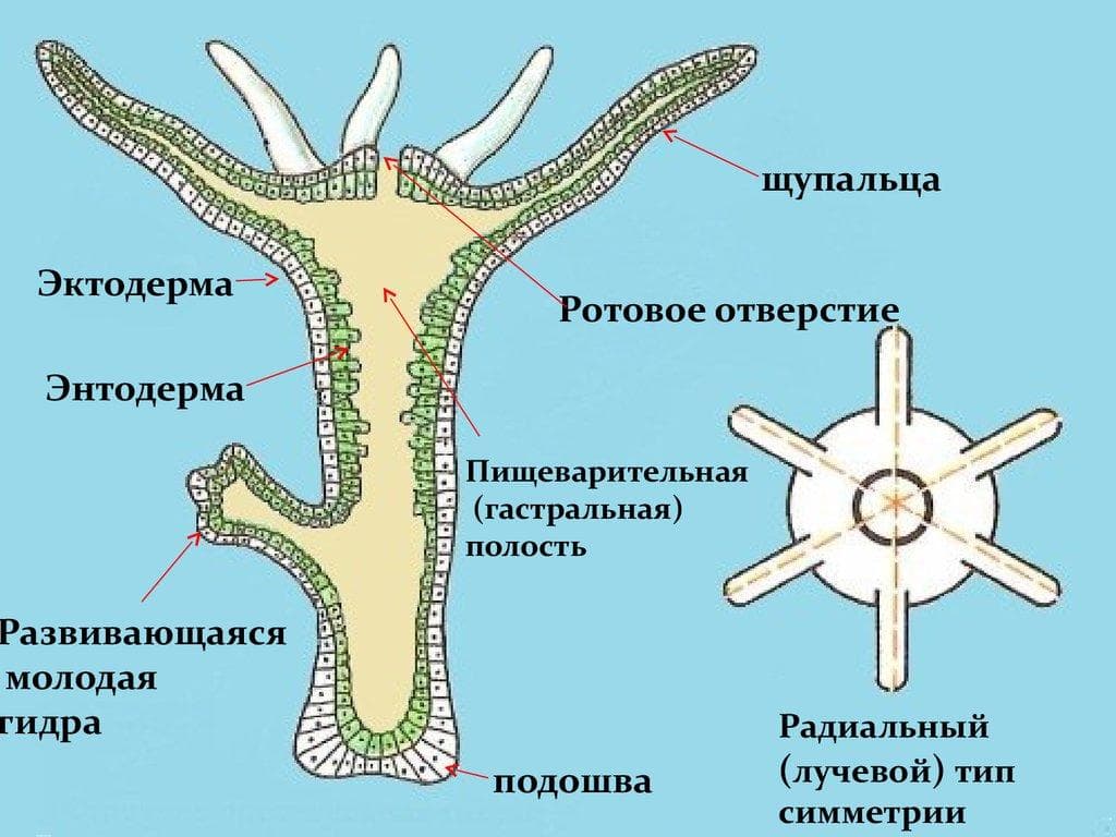 Кракен маркет это